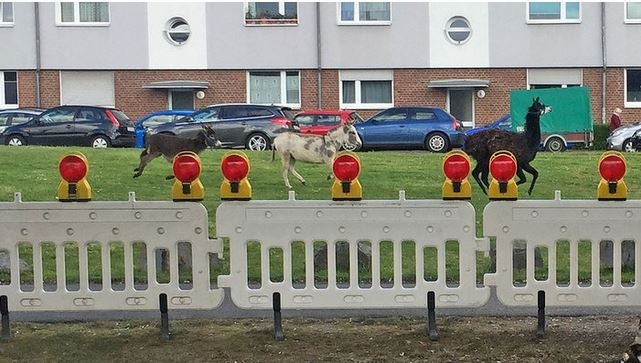 hírkép