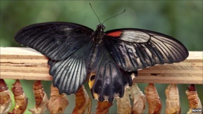 hírkép